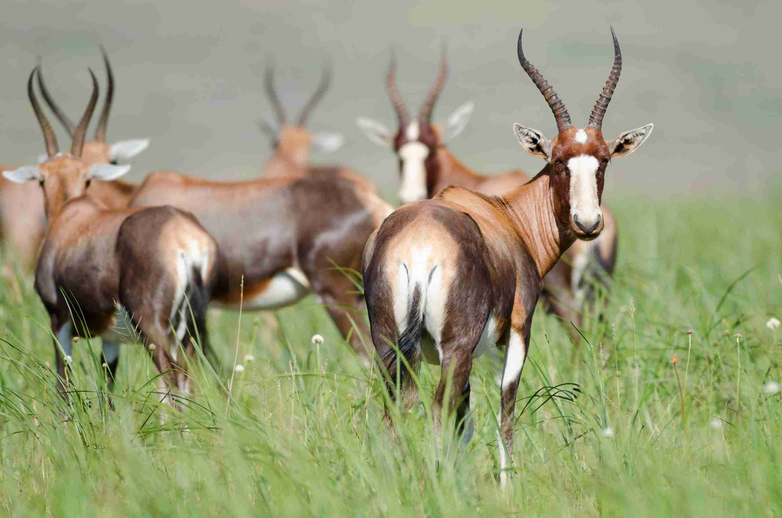 UmBoNo Private Game Lodge