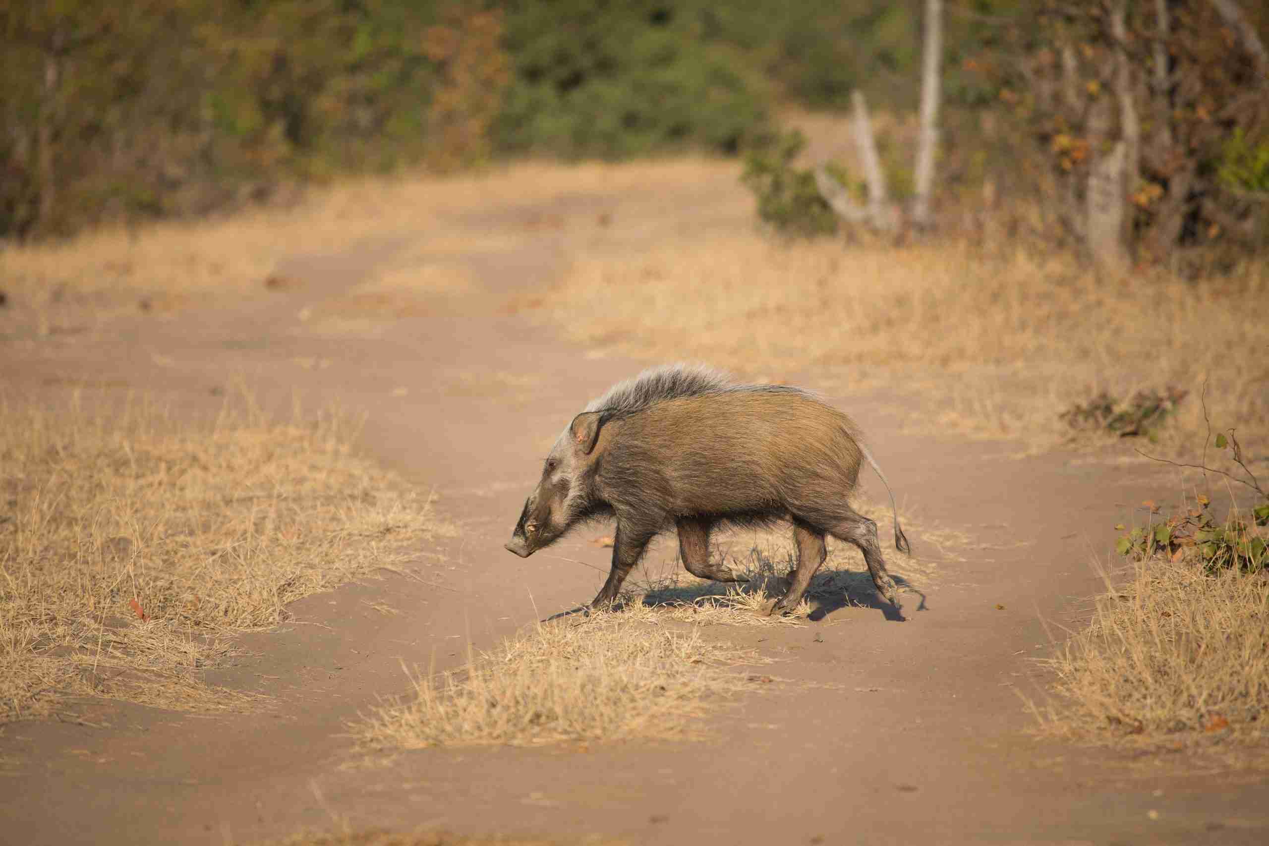 UmBoNo Private Game Lodge