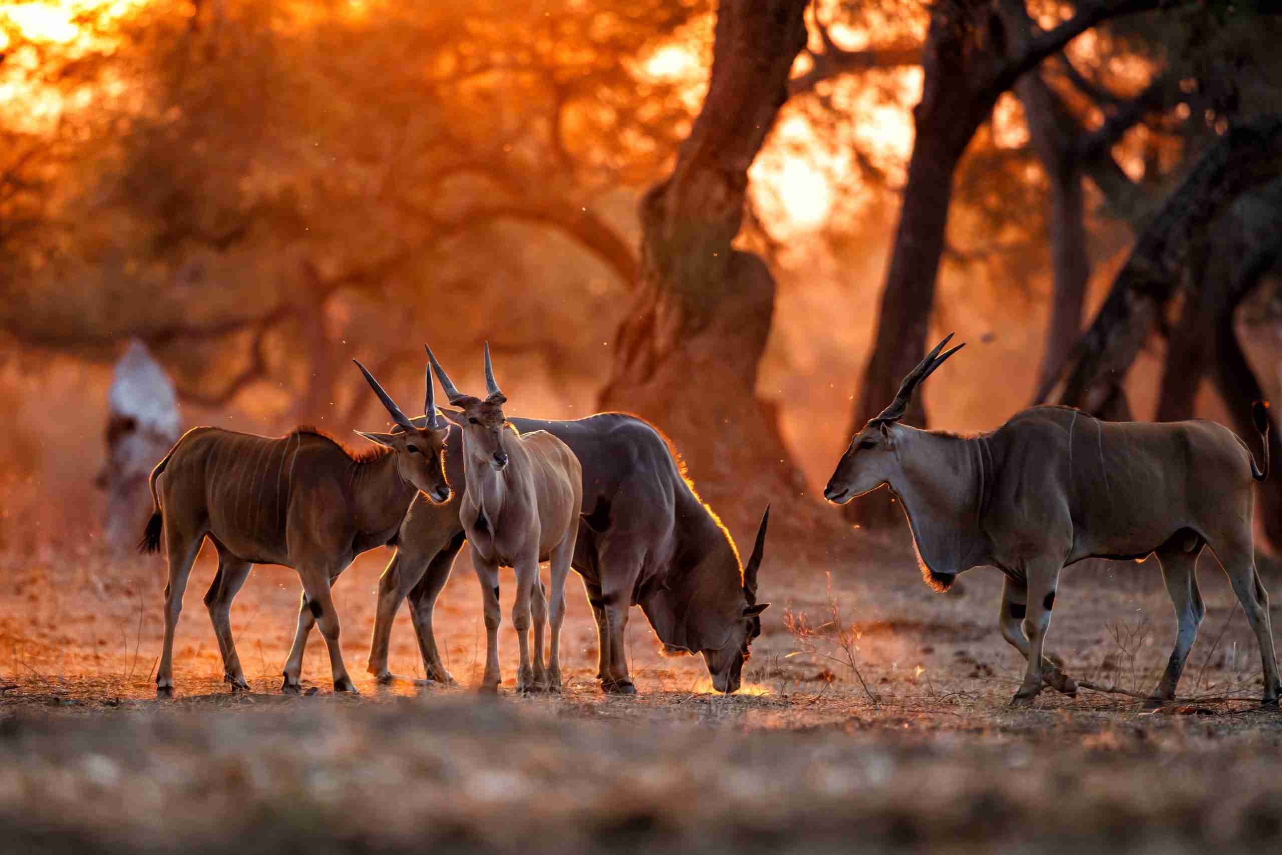 UmBoNo Private Game Lodge