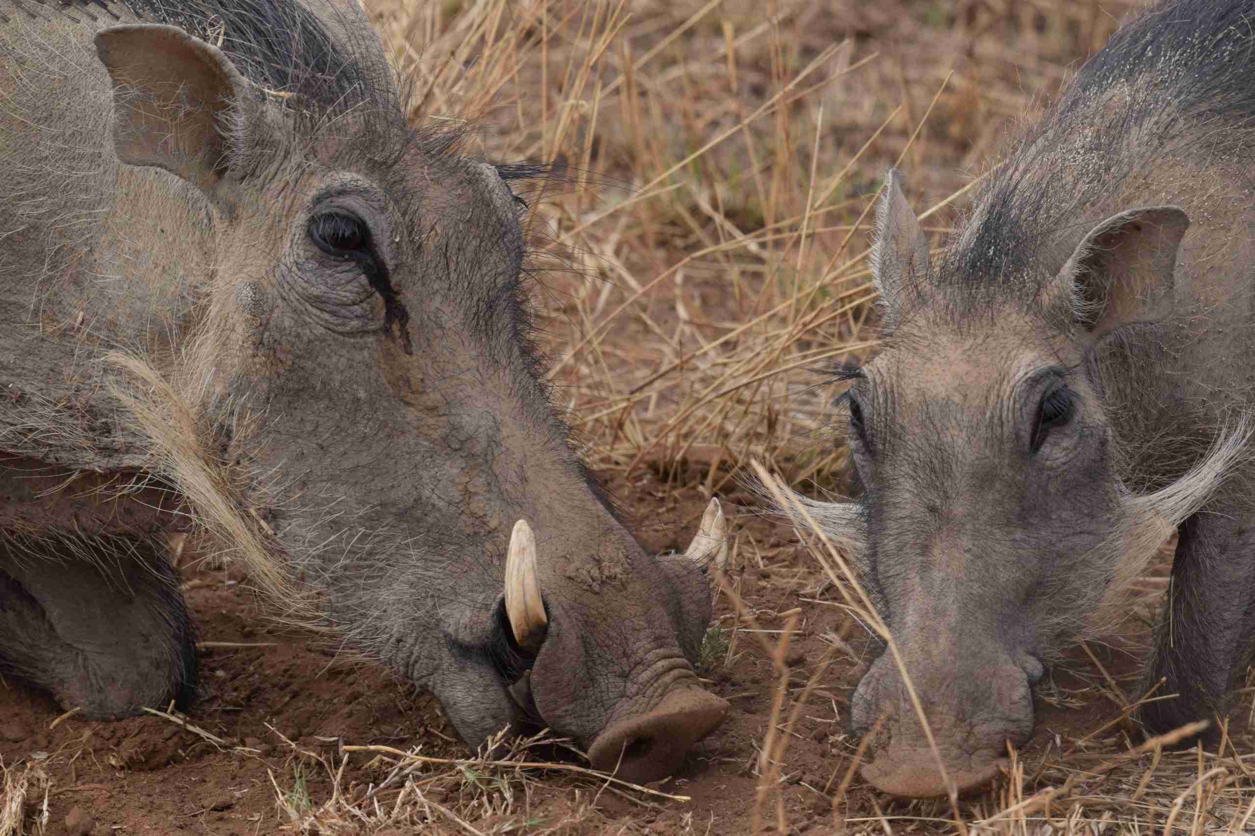 UmBoNo Private Game Lodge