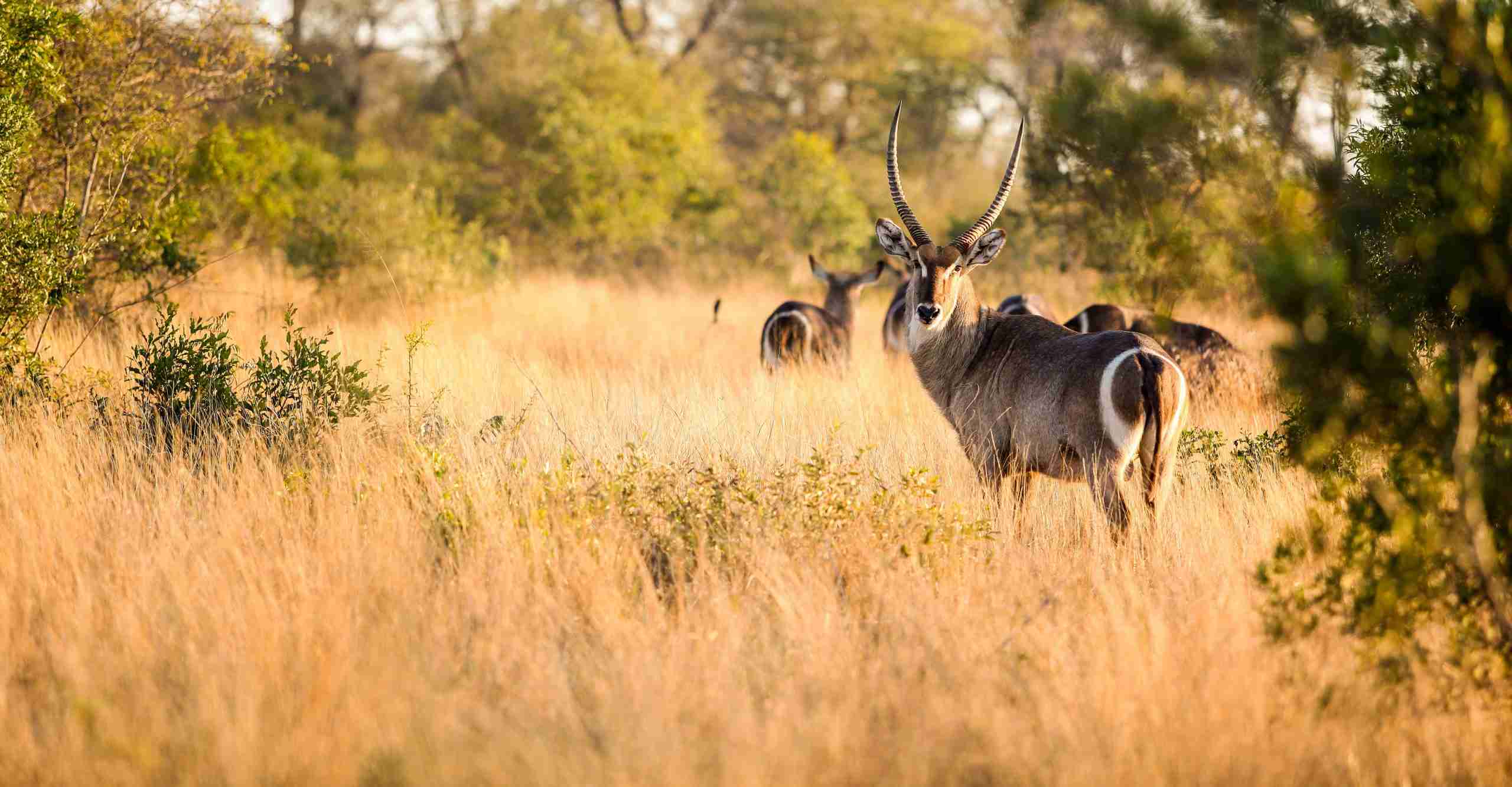 UmBoNo Private Game Lodge