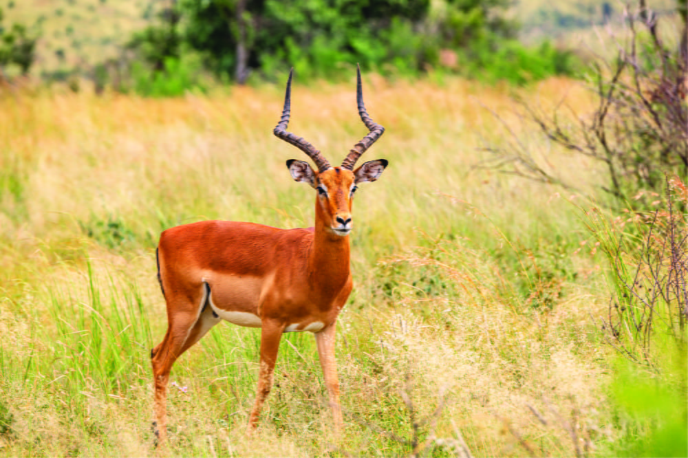 UmBoNo Private Game Lodge