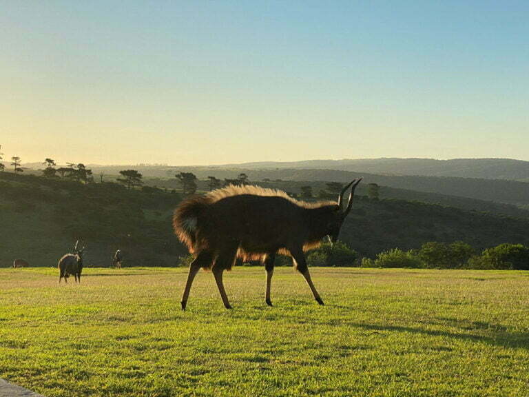 Umbono Private Game Lodge