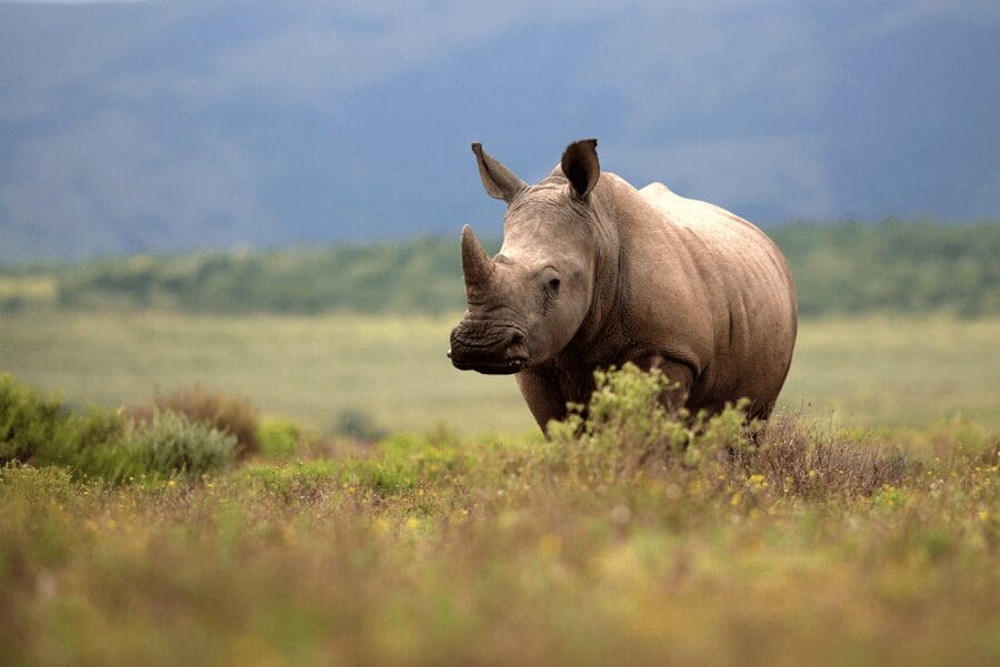 Rhino at UmBoNo